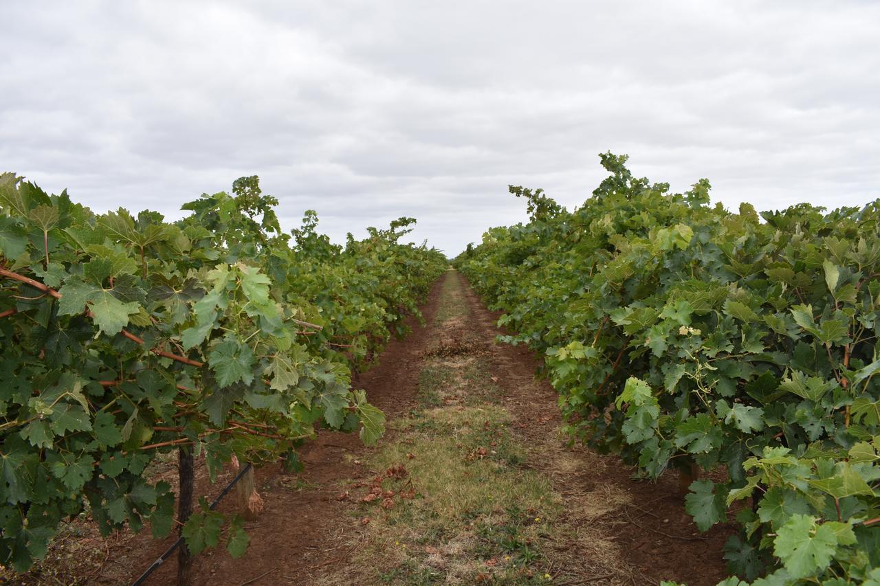 Apartament A Coonawarra Experience Penola Zewnętrze zdjęcie